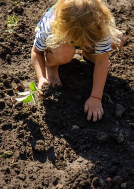 Ağaç Diken Çocuk. Seçici Odaklanma. Çocuk.