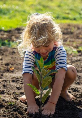 Ağaç Diken Çocuk. Seçici Odaklanma. Çocuk.