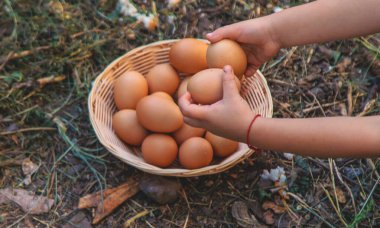 Çiftlikte yumurta tutan bir çocuk. Seçici odaklanma. Çocuk.