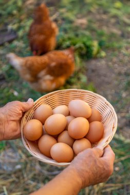 Büyükannem çiftlikte yumurta tutuyor. Seçici odaklanma. yiyecek.
