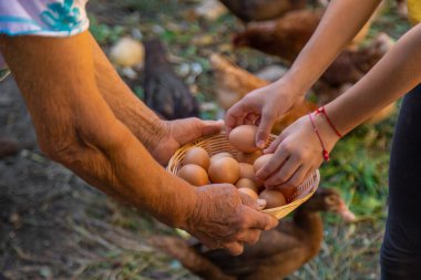 Çiftlikte yumurta tutan bir çocuk. Seçici odaklanma. Çocuk.