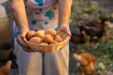 Büyükannem çiftlikte yumurta tutuyor. Seçici odaklanma. yiyecek.