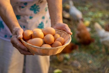 Büyükannem çiftlikte yumurta tutuyor. Seçici odaklanma. yiyecek.