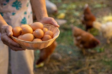 Büyükannem çiftlikte yumurta tutuyor. Seçici odaklanma. yiyecek.