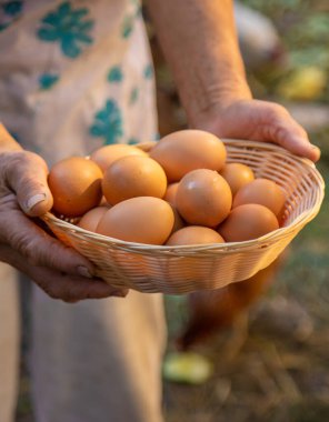 Büyükannem çiftlikte yumurta tutuyor. Seçici odaklanma. yiyecek.