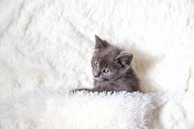 Evde sevimli küçük kedicikler var. Seçici odaklanma. çocuk.