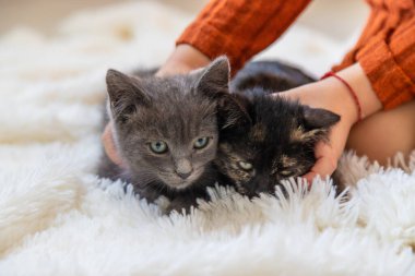 Evde kedi yavrularıyla oynayan bir çocuk. Seçici odaklanma. çocuk.
