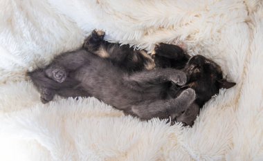 Evde sevimli küçük kedicikler var. Seçici odaklanma. çocuk.