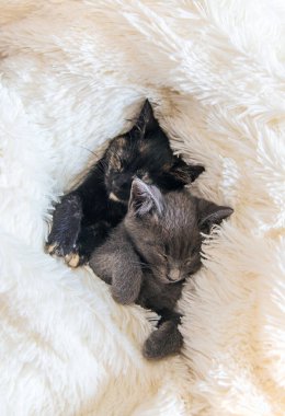 Evde sevimli küçük kedicikler var. Seçici odaklanma. çocuk.