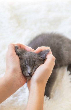Ellerinde kedi yavrusu tutan çocuk. Seçici odaklanma. Çocuk.