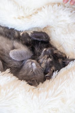 Evde sevimli küçük kedicikler var. Seçici odaklanma. çocuk.