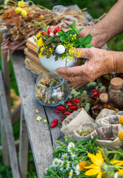 Medicinal herbs alternative medicine old woman. Selective focus. Nature.
