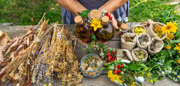 Medicinal herbs alternative medicine old woman. Selective focus. Nature.