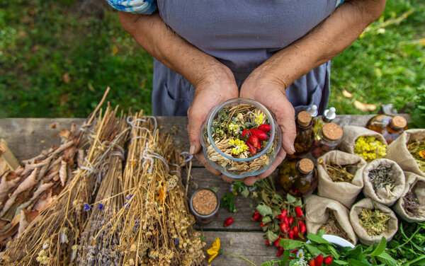 Medicinal herbs alternative medicine old woman. Selective focus. Nature.