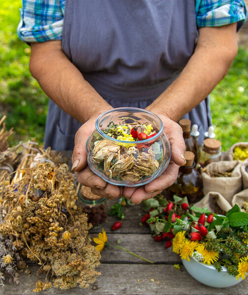 Medicinal herbs alternative medicine old woman. Selective focus. Nature.