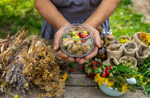 Medicinal herbs alternative medicine old woman. Selective focus. Nature.