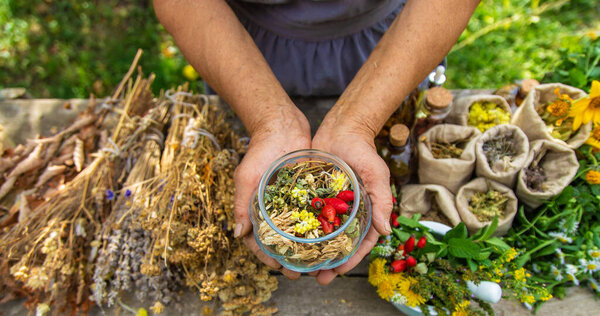 Medicinal herbs alternative medicine old woman. Selective focus. Nature.
