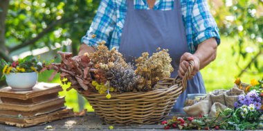 Alternatif şifalı bitkiler, yaşlı kadın. Seçici odaklanma. Doğa.