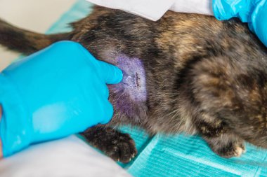 Veteriner bir kediyi tedavi eder. Seçici odaklanma. hayvan.