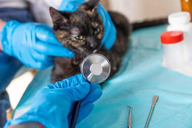 Veteriner bir kediyi tedavi eder. Seçici odaklanma. hayvan.
