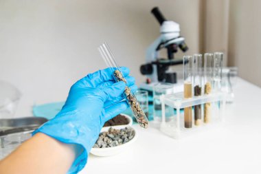 Laboratuvarda toprak testi. Seçici odaklanma. Doğa.