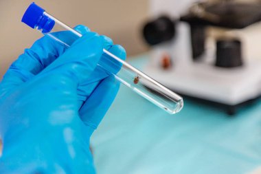 Laboratuvardaki test tüpüne tik tak. Seçici odaklanma. Doğa.