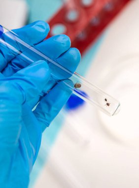 Laboratuvardaki test tüpüne tik tak. Seçici odaklanma. Doğa.