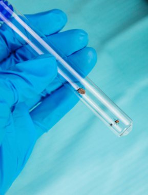 Laboratuvardaki test tüpüne tik tak. Seçici odaklanma. Doğa.