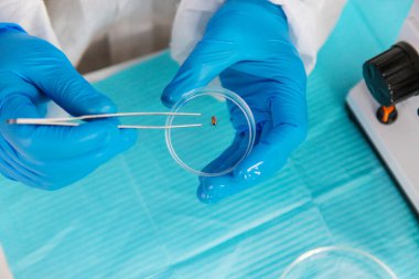 Laboratuvardaki test tüpüne tik tak. Seçici odaklanma. Doğa.