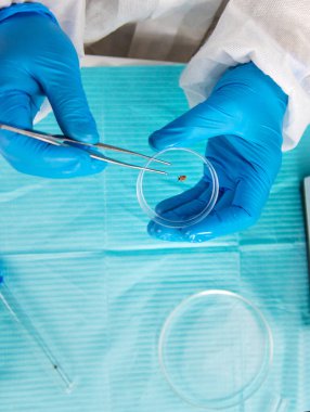 Laboratuvardaki test tüpüne tik tak. Seçici odaklanma. Doğa.