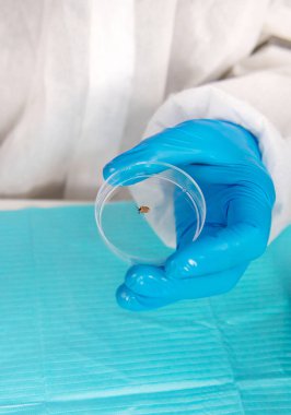 Laboratuvardaki test tüpüne tik tak. Seçici odaklanma. Doğa.