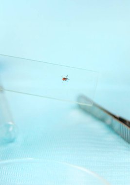 Laboratuvardaki test tüpüne tik tak. Seçici odaklanma. Doğa.