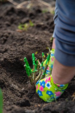 Bahçıvan bahçeye gül ekiyor. Seçici odaklanma. Doğa.