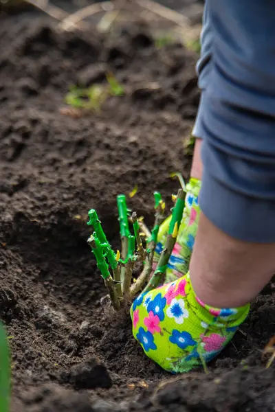 Bahçıvan bahçeye gül ekiyor. Seçici odaklanma. Doğa.