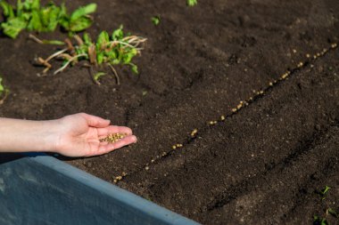 Bahçeye bitki ekin. Seçici odaklanma. Doğa.