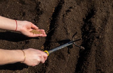 Bahçeye bitki ekin. Seçici odaklanma. Doğa.