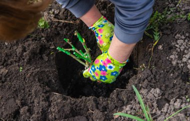 Bahçıvan bahçeye gül ekiyor. Seçici odaklanma. Doğa.