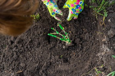 Bahçıvan bahçeye gül ekiyor. Seçici odaklanma. Doğa.