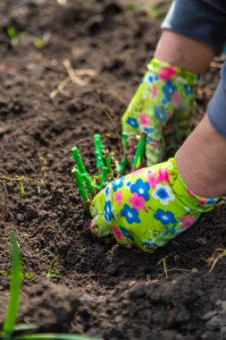 Bahçıvan bahçeye gül ekiyor. Seçici odaklanma. Doğa.