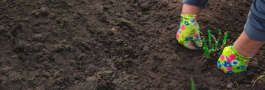 Bahçıvan bahçeye gül ekiyor. Seçici odaklanma. Doğa.