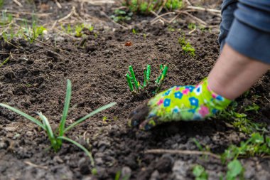 Bahçıvan bahçeye gül ekiyor. Seçici odaklanma. Doğa.