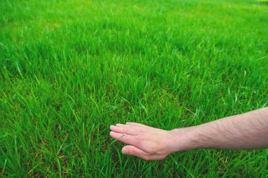 Bahçede çimenlik alan. Seçici odaklanma. Doğa.
