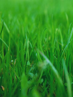 Bahçede çimenlik alan. Seçici odaklanma. Doğa.