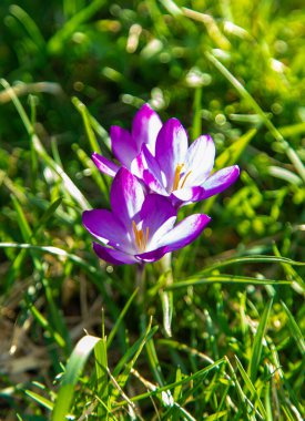 Crocus 'lar ilkbaharda çiçek açar. Seçici odaklanma. Doğa.