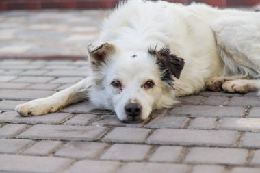 Sokaktaki üzgün evsiz köpek. Seçici odaklanma. hayvan.