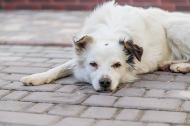 Sokaktaki üzgün evsiz köpek. Seçici odaklanma. hayvan.