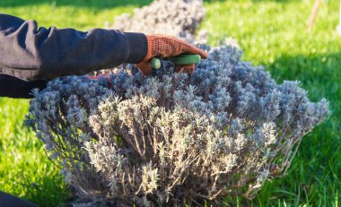 Bahçıvan lavanta çalılarını buduyor. Seçici odaklanma. Doğa.