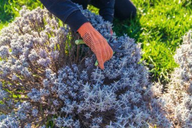 Bahçıvan lavanta çalılarını buduyor. Seçici odaklanma. Doğa.