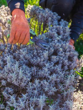 Bahçıvan lavanta çalılarını buduyor. Seçici odaklanma. Doğa.