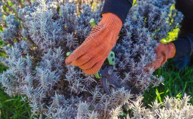 Bahçıvan lavanta çalılarını buduyor. Seçici odaklanma. Doğa.